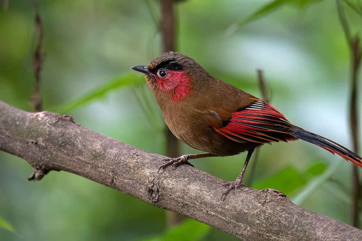 Red-faced Liocichla - ML619328711