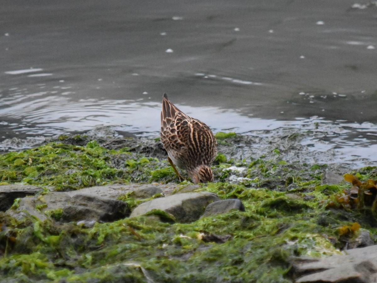 Pectoral Sandpiper - ML619328728