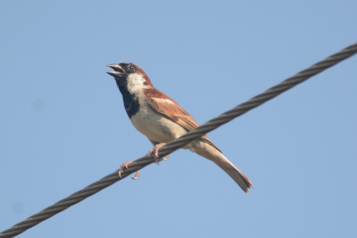 House Sparrow - Prabin kumar Mangaraj