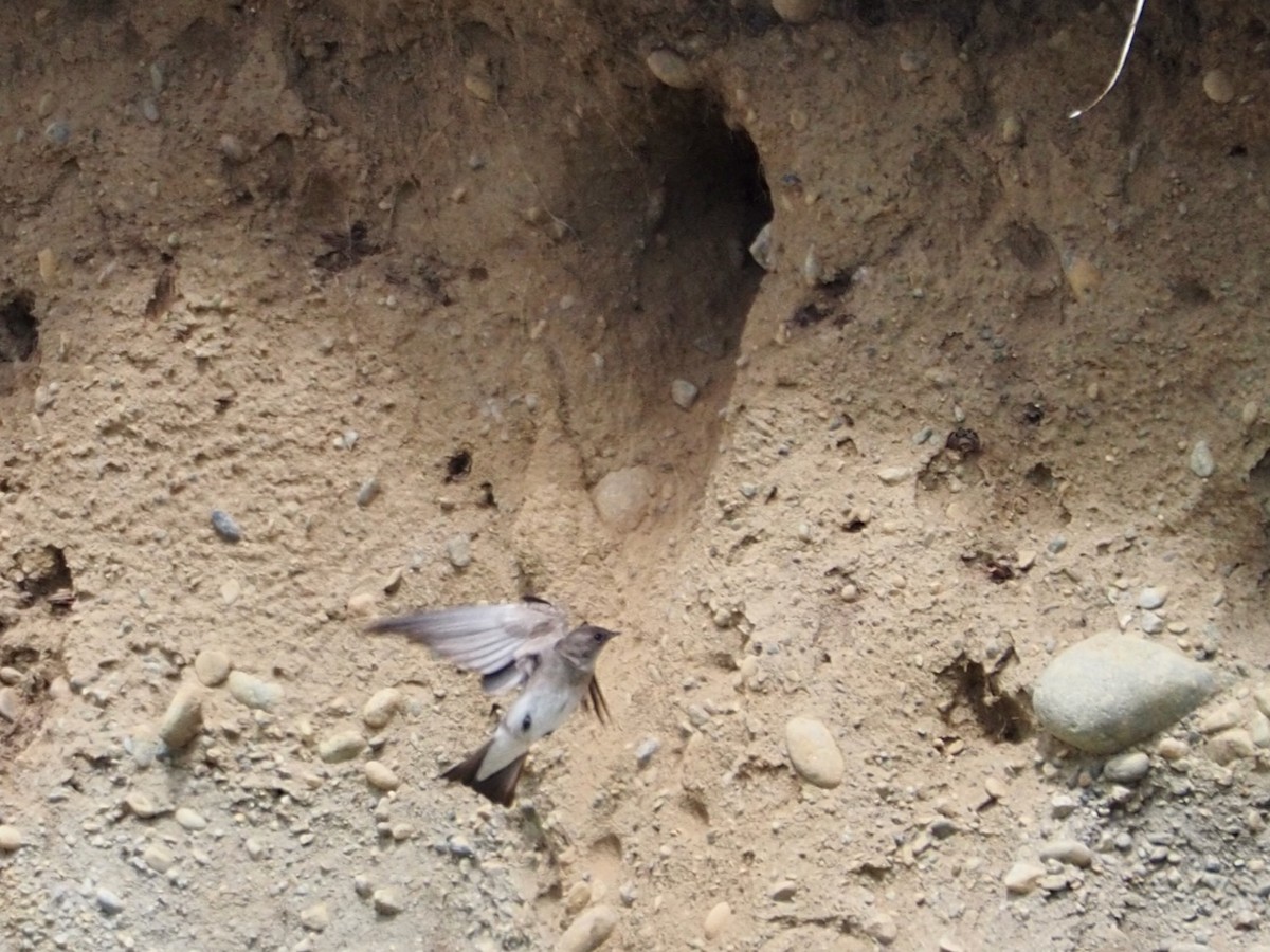 Northern Rough-winged Swallow - Wendy Feltham