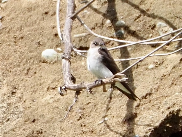 Northern Rough-winged Swallow - Wendy Feltham