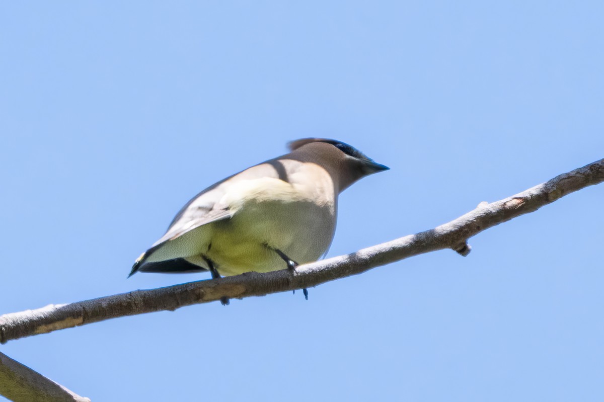 Cedar Waxwing - Marcello Caruso-Turiello