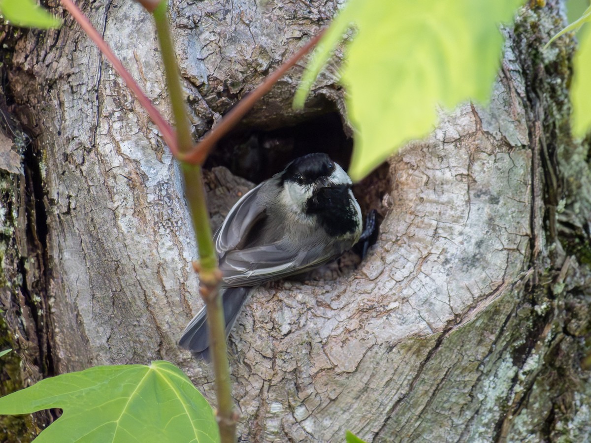 Black-capped Chickadee - varun tipnis