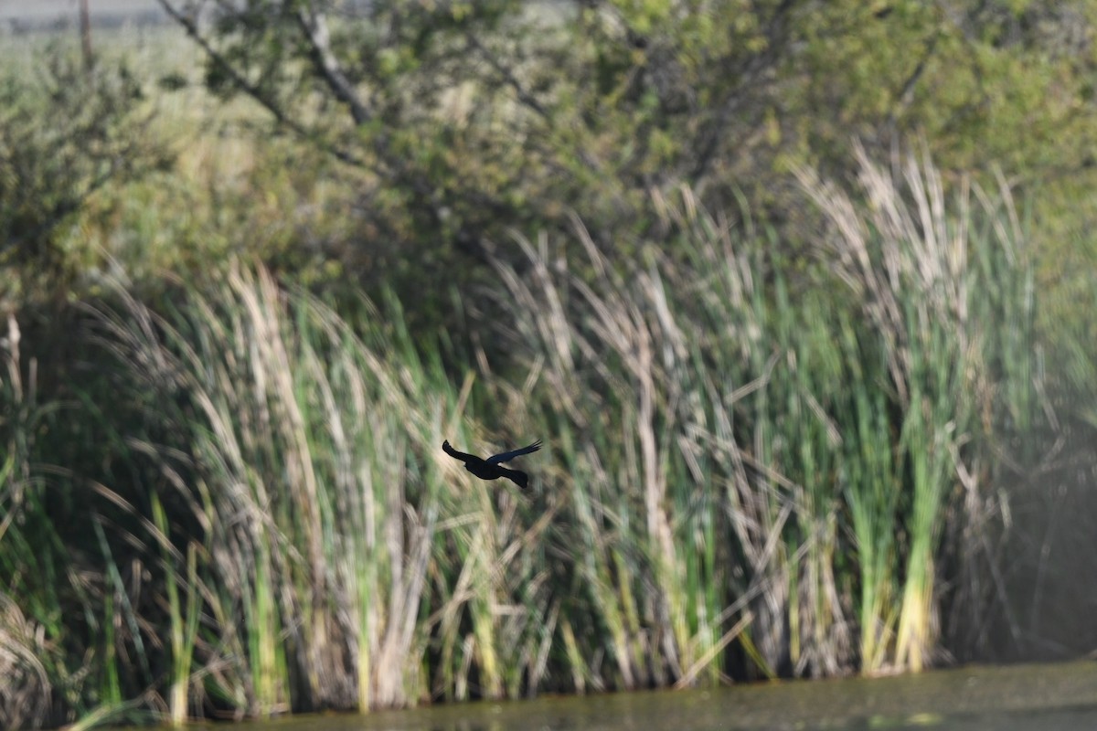 Great-tailed Grackle - Emilie Strauss