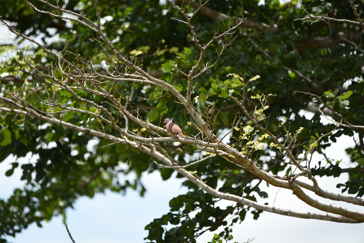 Ruddy Ground Dove - ML619328747