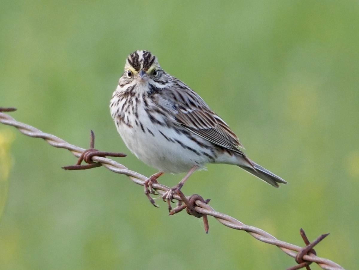 Savannah Sparrow - Wendy Feltham