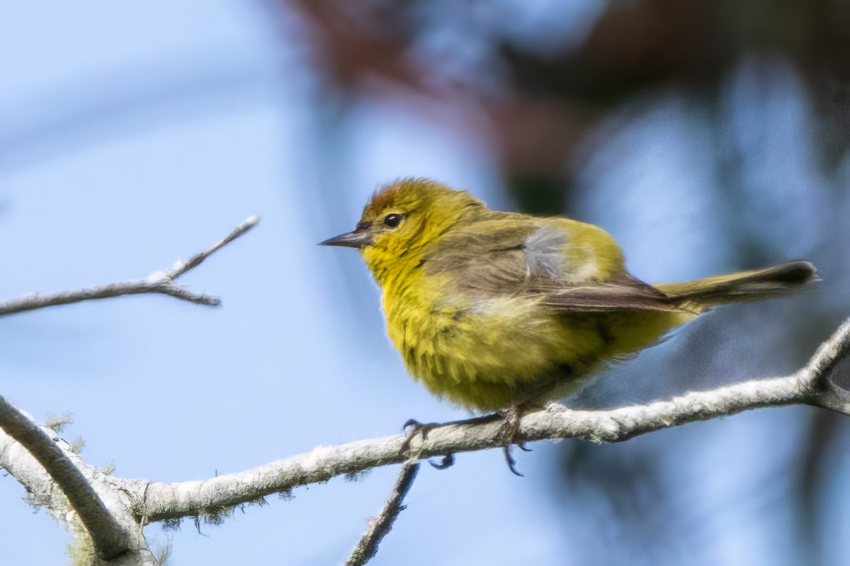 Orange-crowned Warbler - Marcello Caruso-Turiello