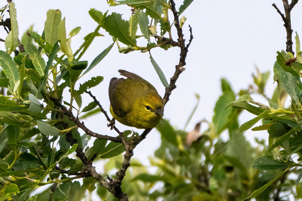 Orange-crowned Warbler - Marcello Caruso-Turiello