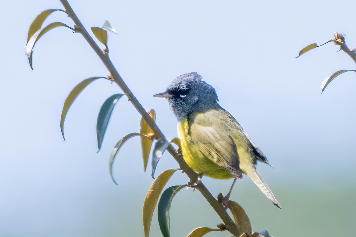 MacGillivray's Warbler - Marcello Caruso-Turiello