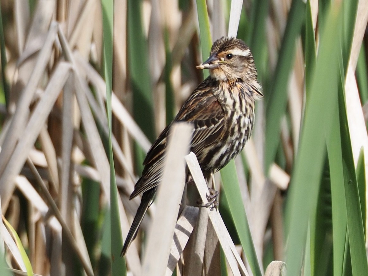 Red-winged Blackbird - Wendy Feltham