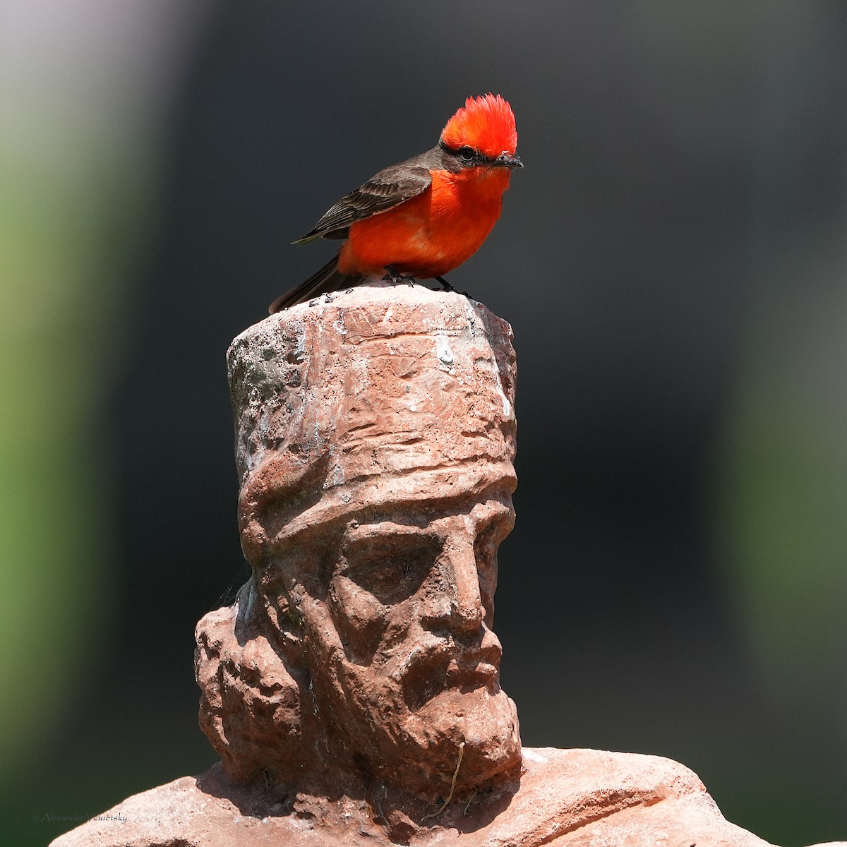 Vermilion Flycatcher - Alexander Viduetsky