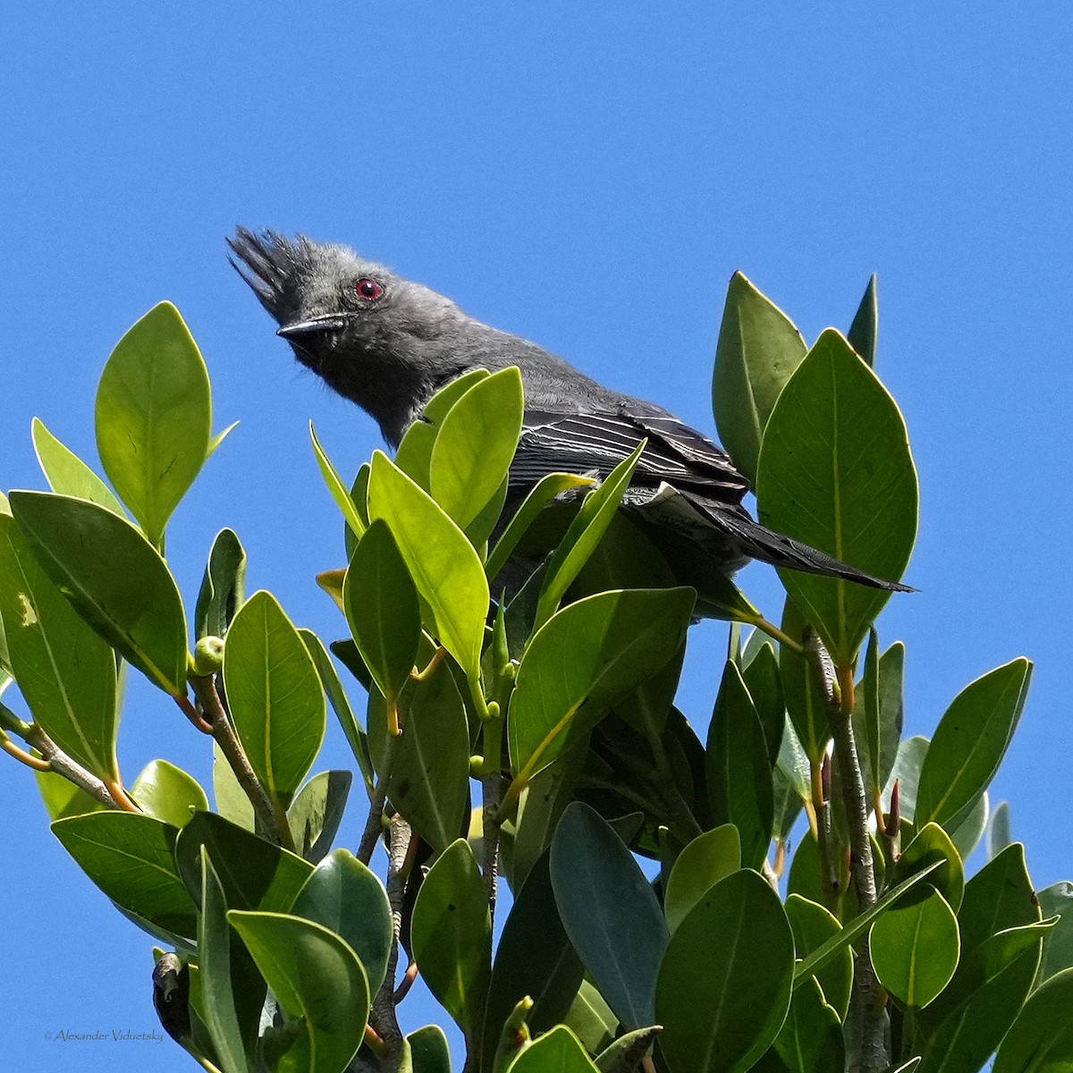 Capulinero Negro - ML619328820