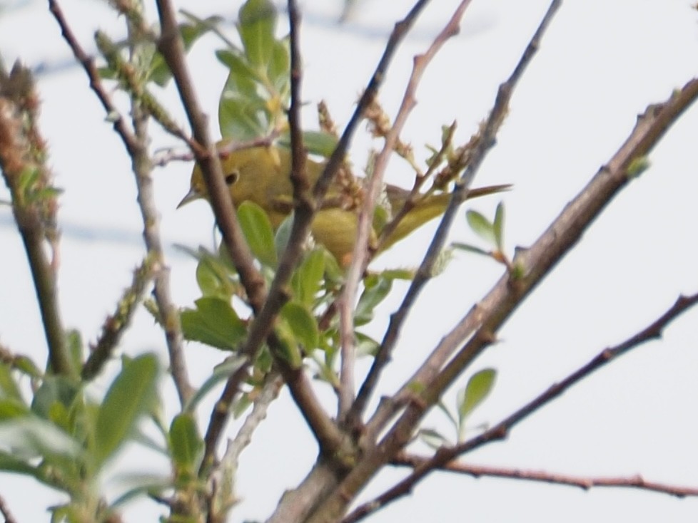Orange-crowned Warbler - Wendy Feltham