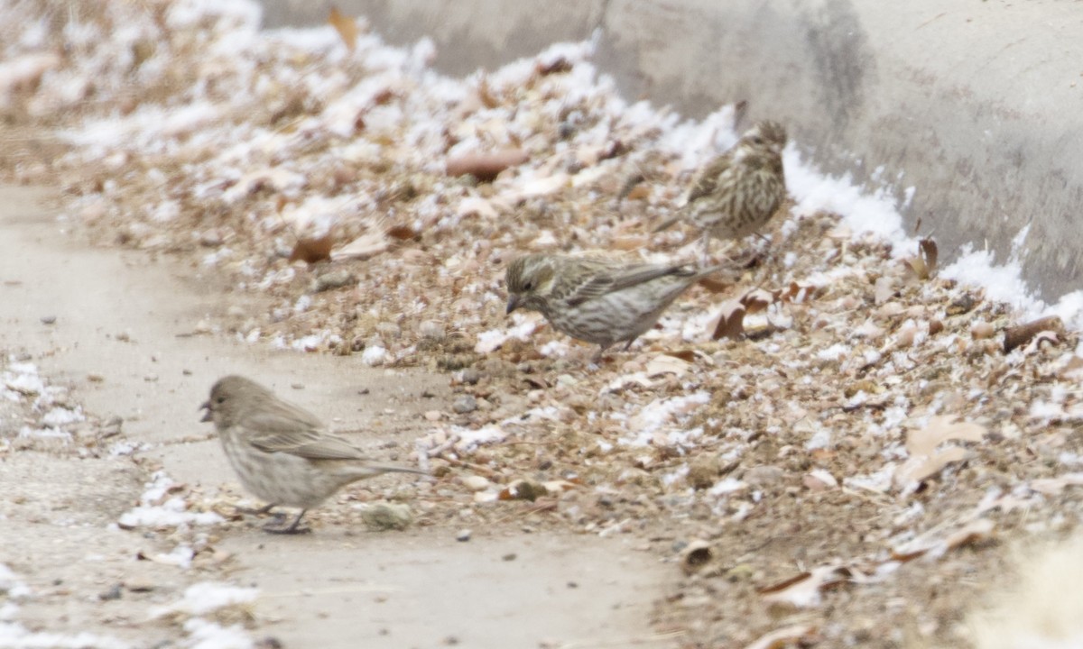 House Finch - RJ Baltierra