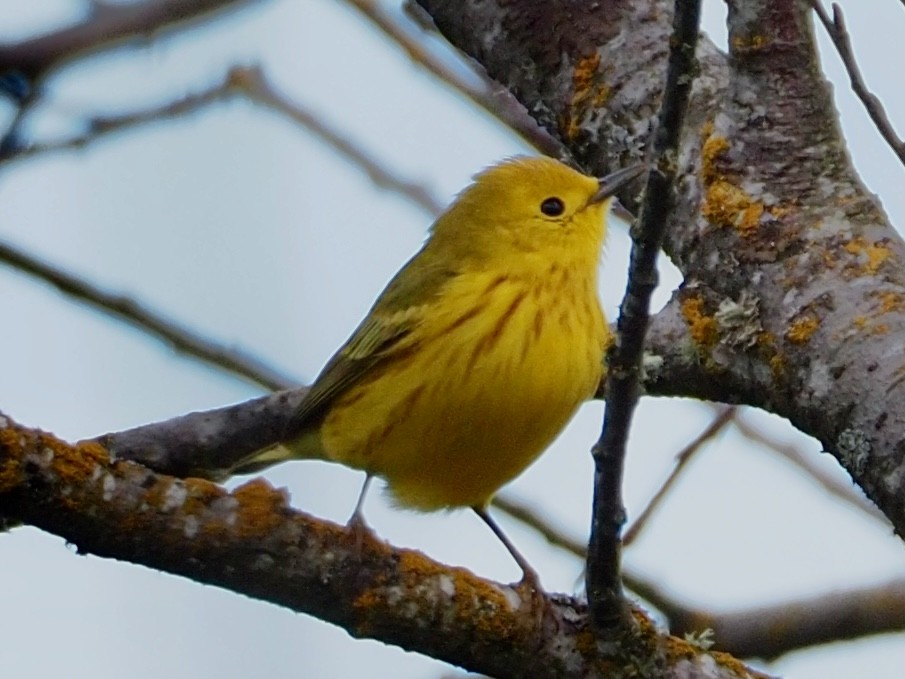 Yellow Warbler - Wendy Feltham