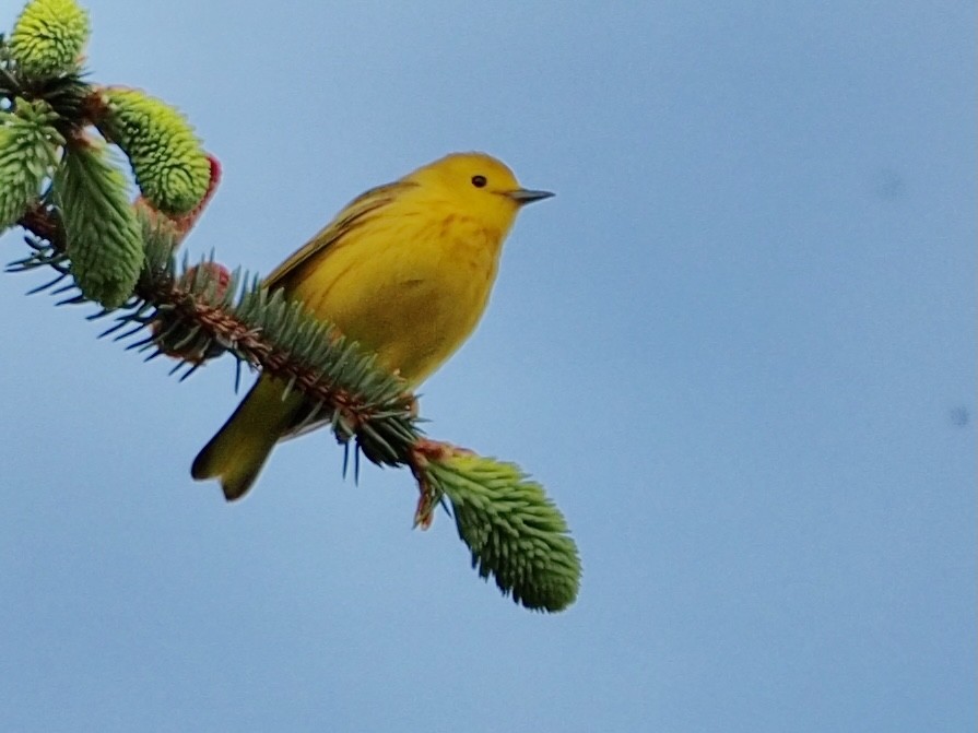 Yellow Warbler - Wendy Feltham