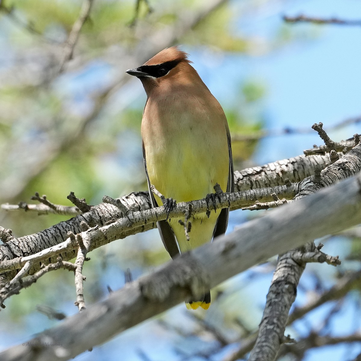 Cedar Waxwing - ML619328836