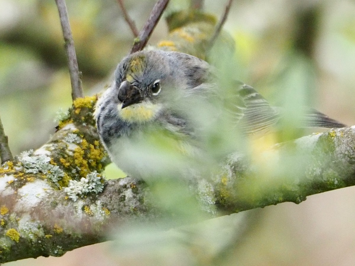 Yellow-rumped Warbler - Wendy Feltham