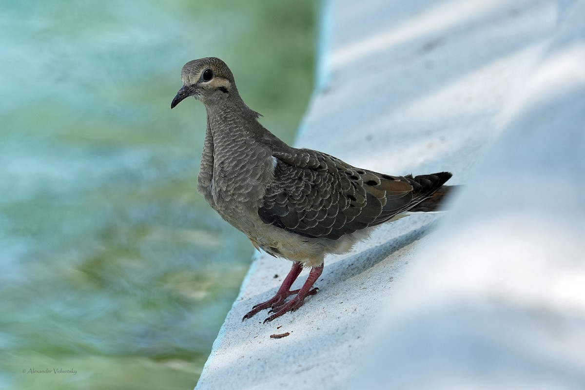 Mourning Dove - Alexander Viduetsky