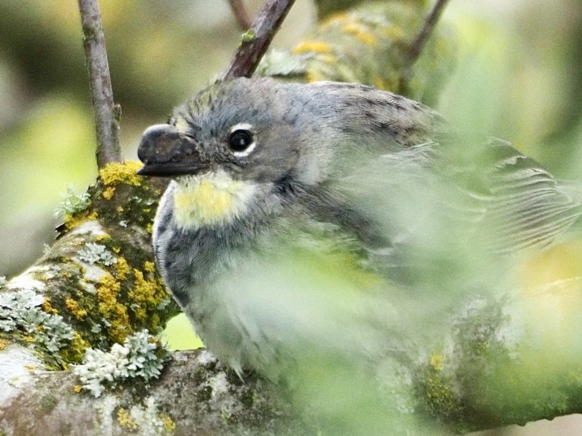 Yellow-rumped Warbler - Wendy Feltham