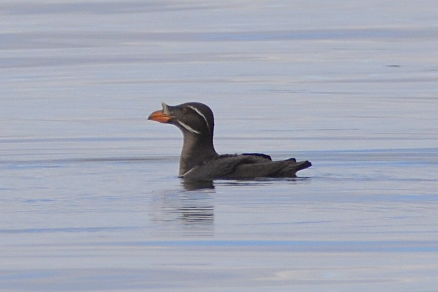 Rhinoceros Auklet - lise owens