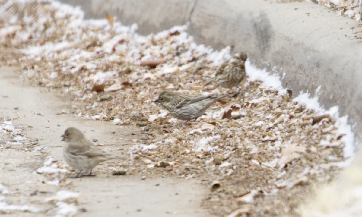 Purple Finch - RJ Baltierra