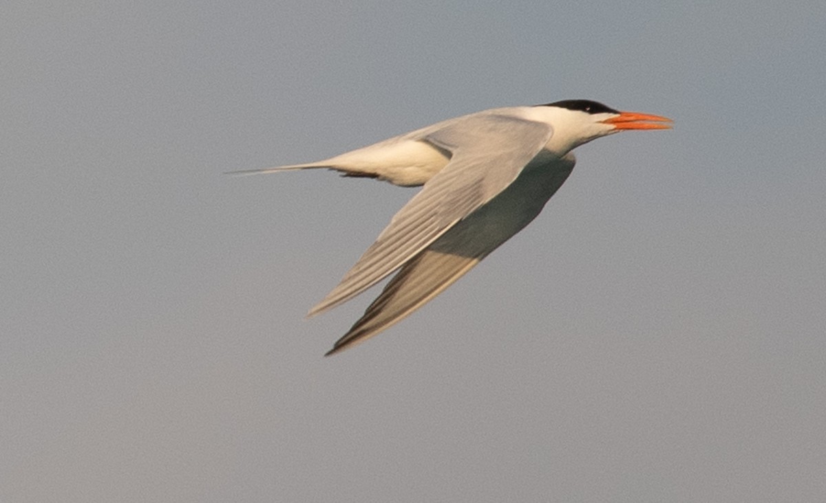 Royal Tern - ML619328857