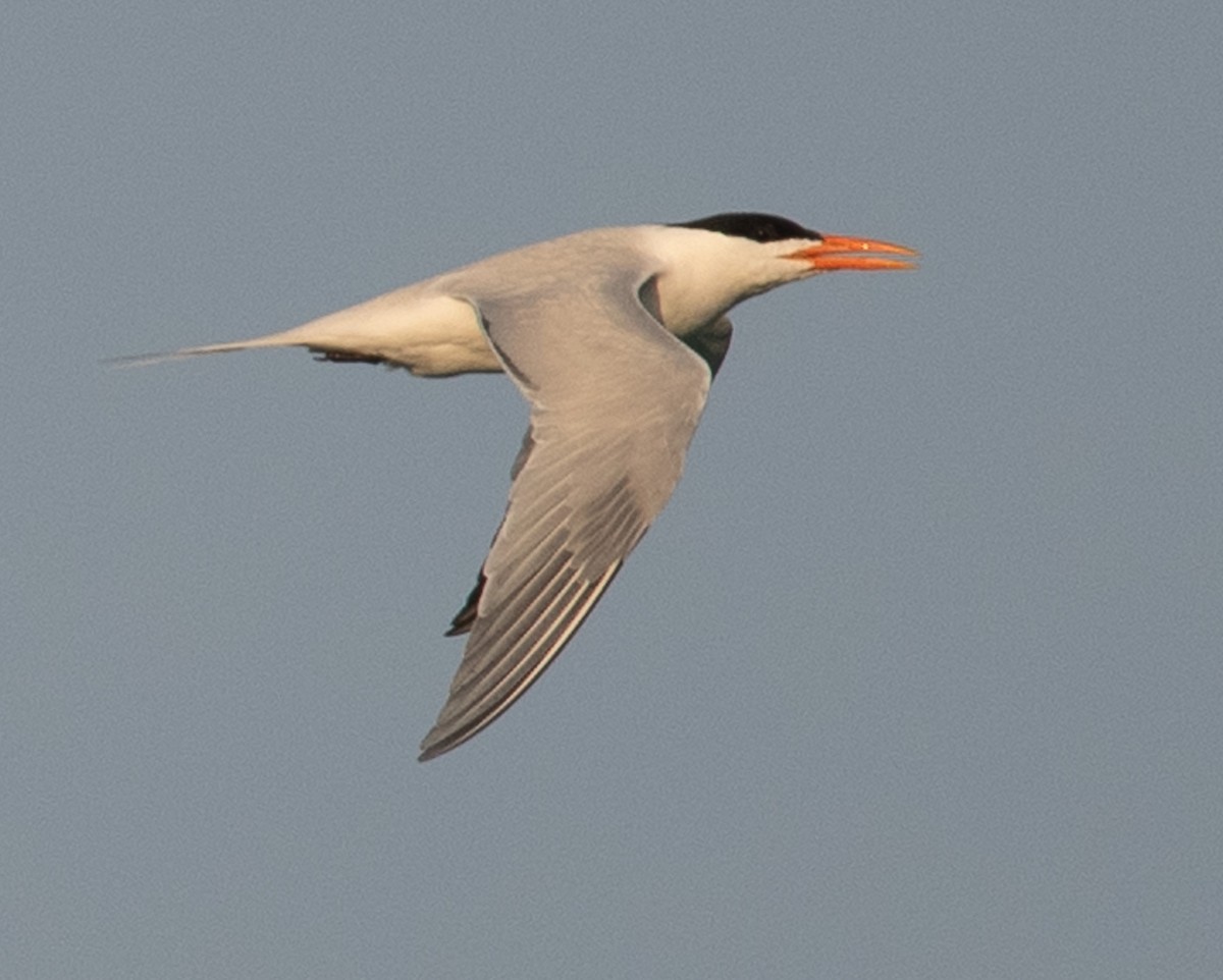 Royal Tern - ML619328858