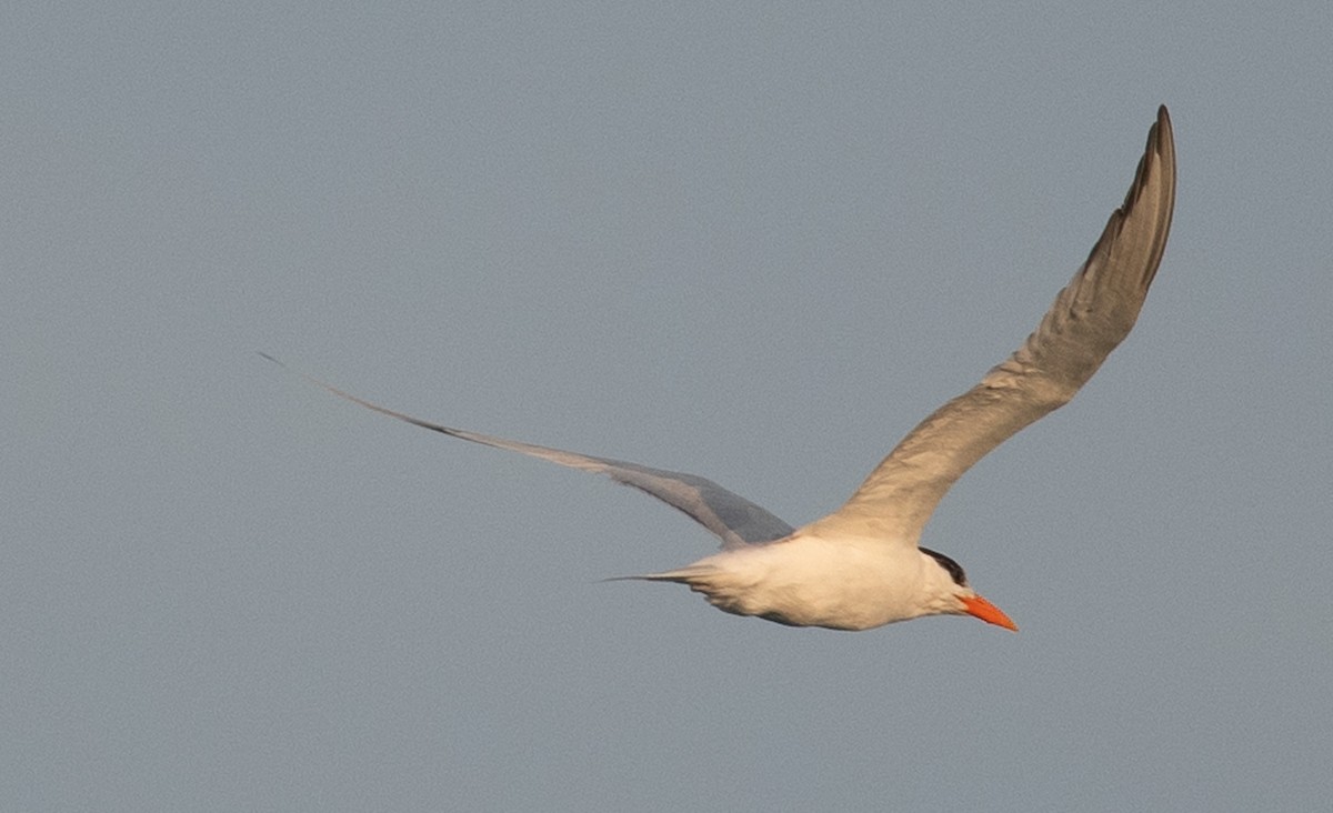 Royal Tern - ML619328859
