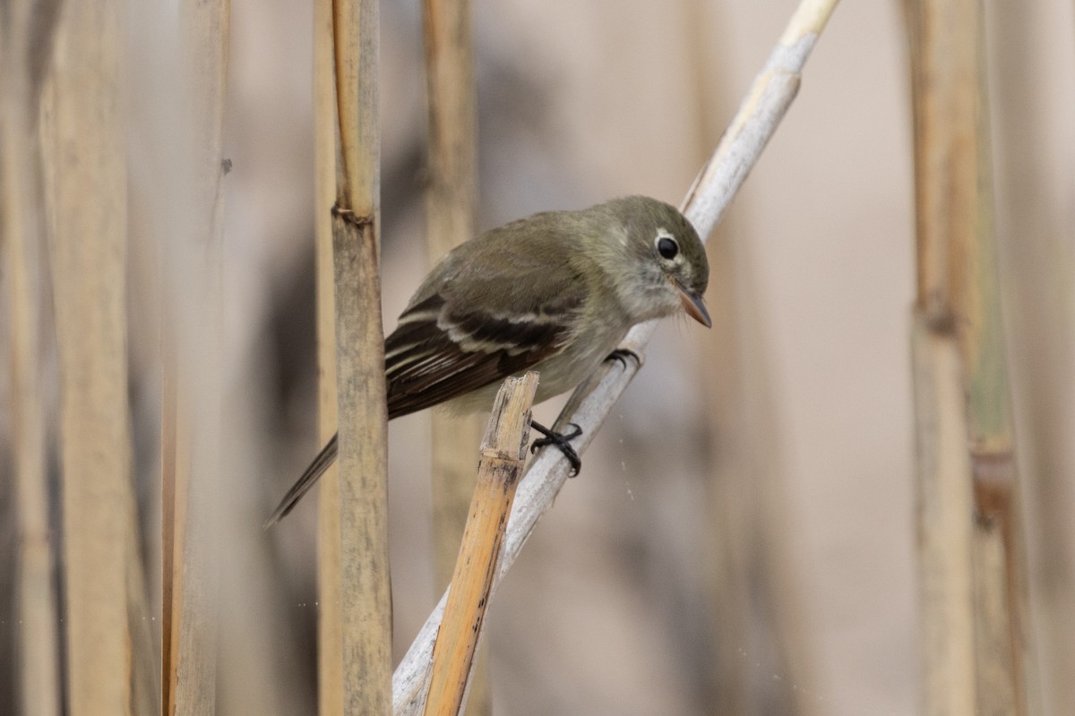 Least Flycatcher - Samuel Schmidt