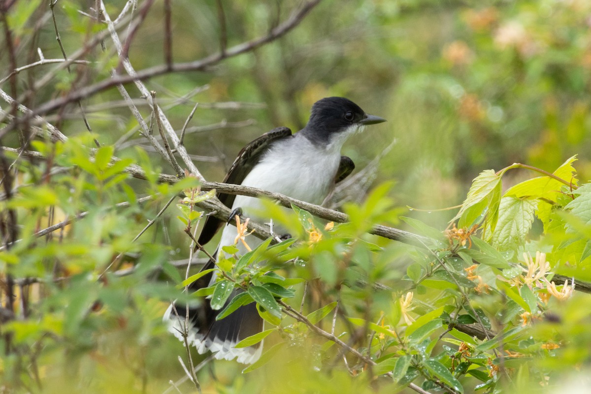 Eastern Kingbird - Samuel Schmidt