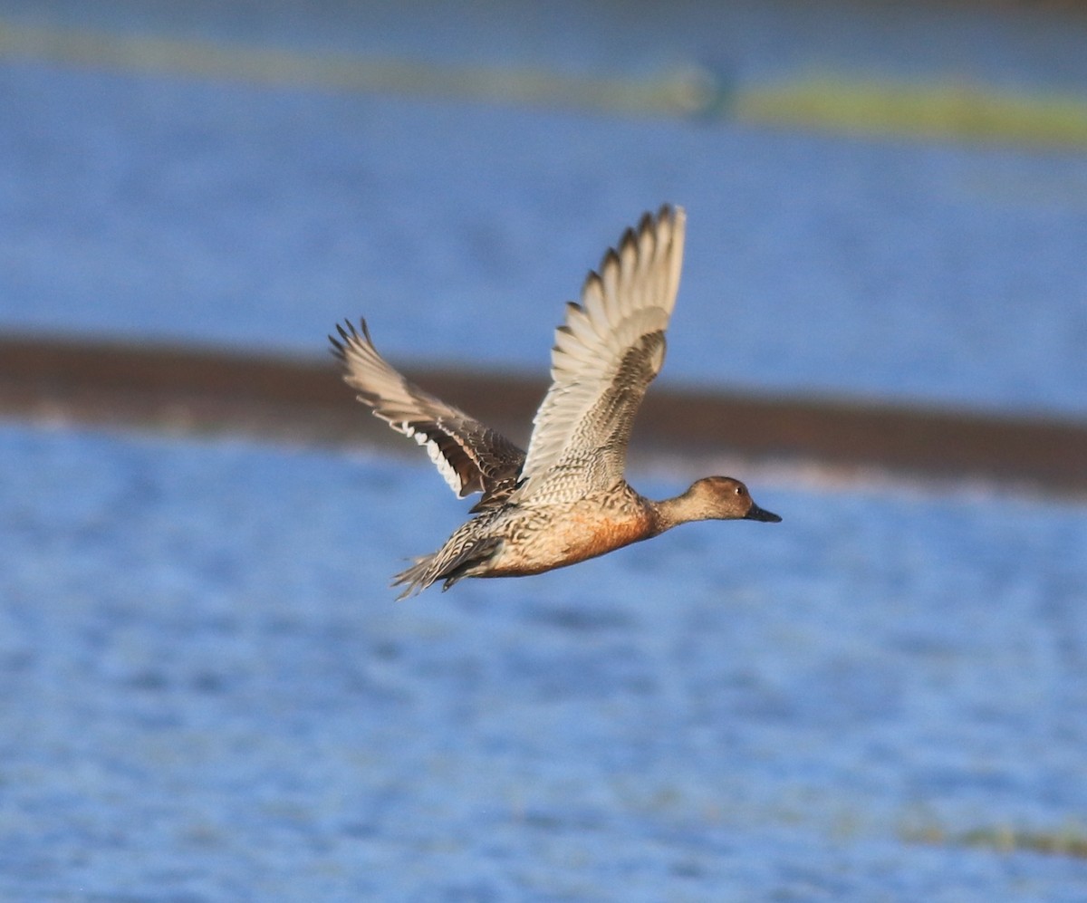 Northern Pintail - Afsar Nayakkan