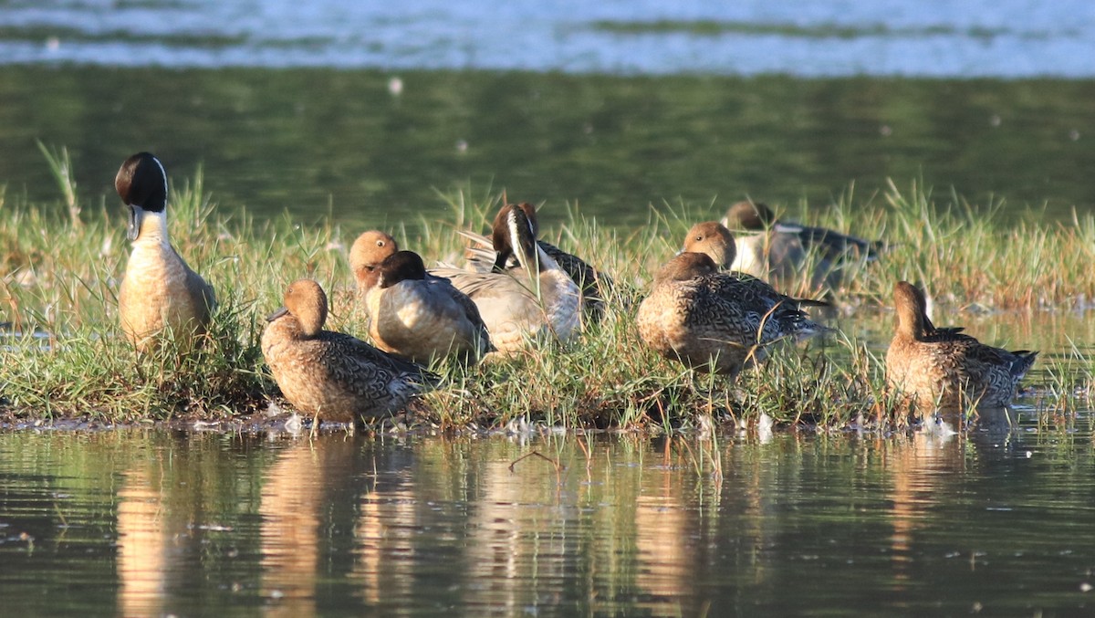 Northern Pintail - Afsar Nayakkan