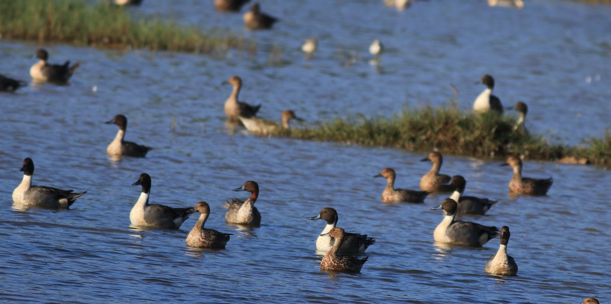 Northern Pintail - Afsar Nayakkan