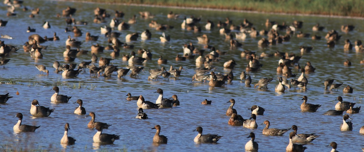 Northern Pintail - Afsar Nayakkan