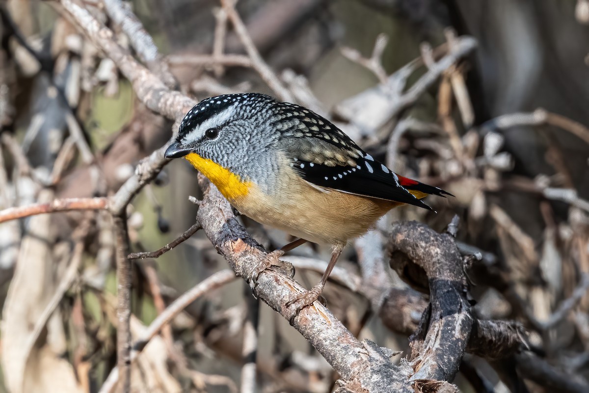 Spotted Pardalote - Anthony Sokol