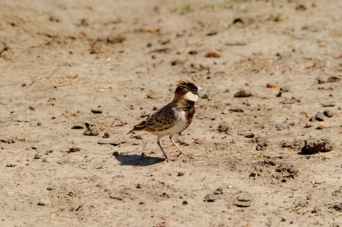 Fischer's Sparrow-Lark - Prashant Tewari