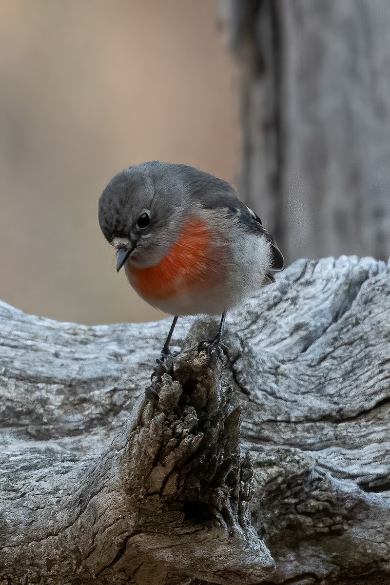 Scarlet Robin - Anthony Sokol