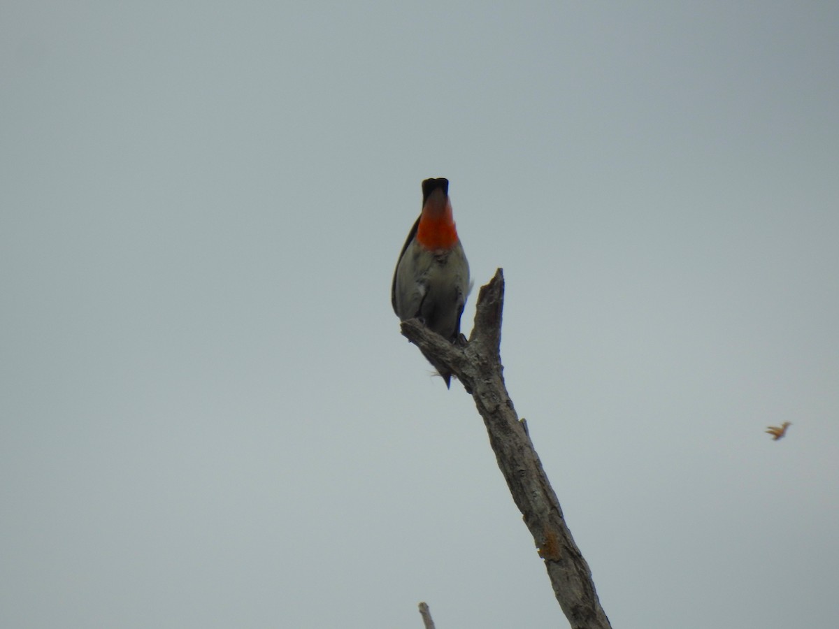 Mistletoebird - Monica Mesch