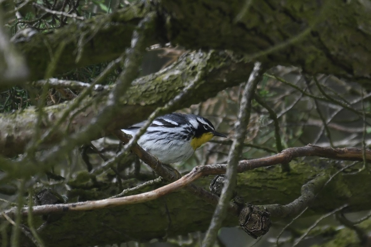 Yellow-throated Warbler - Brian Browne