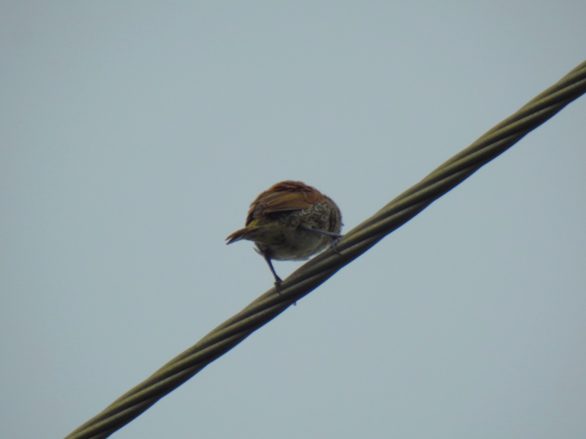 Scaly-breasted Munia - Monica Mesch