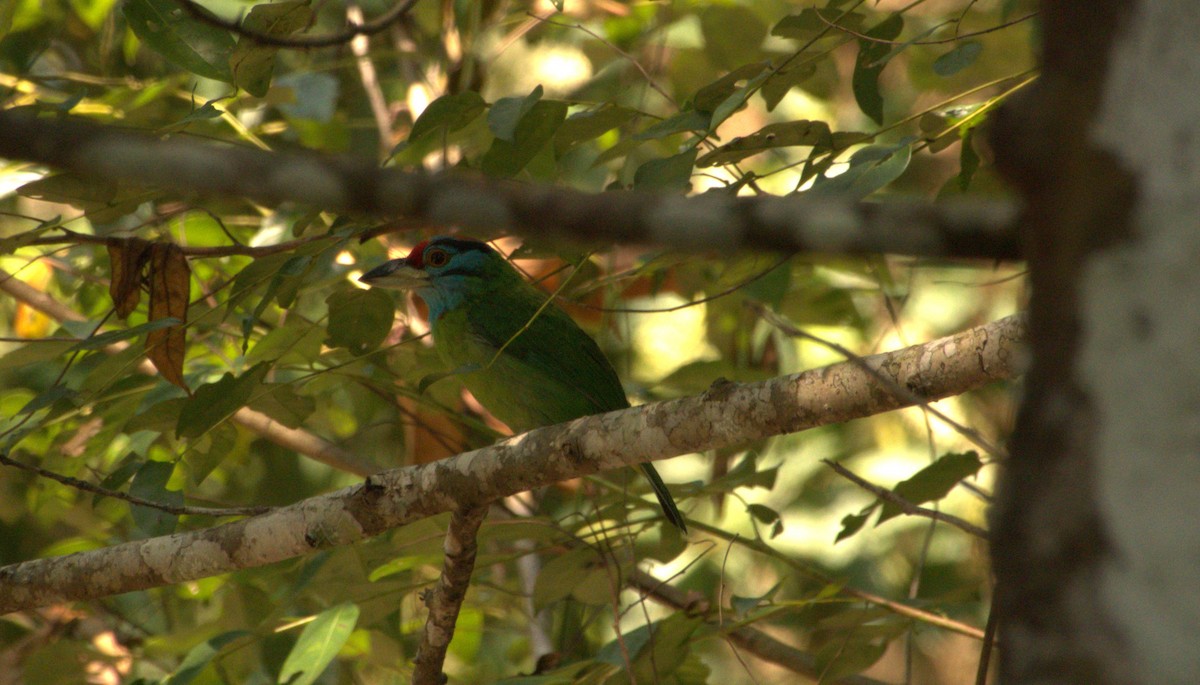 Blauwangen-Bartvogel - ML619328958