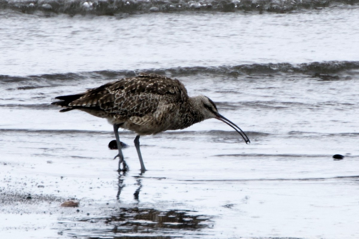 Whimbrel - Lee Burke