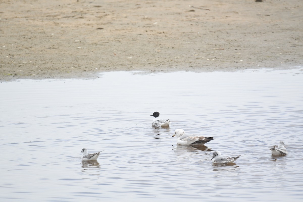 Bonaparte's Gull - Brian Browne