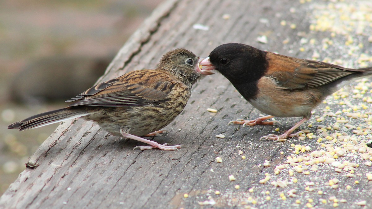 Junco ardoisé (groupe oreganus) - ML619329007