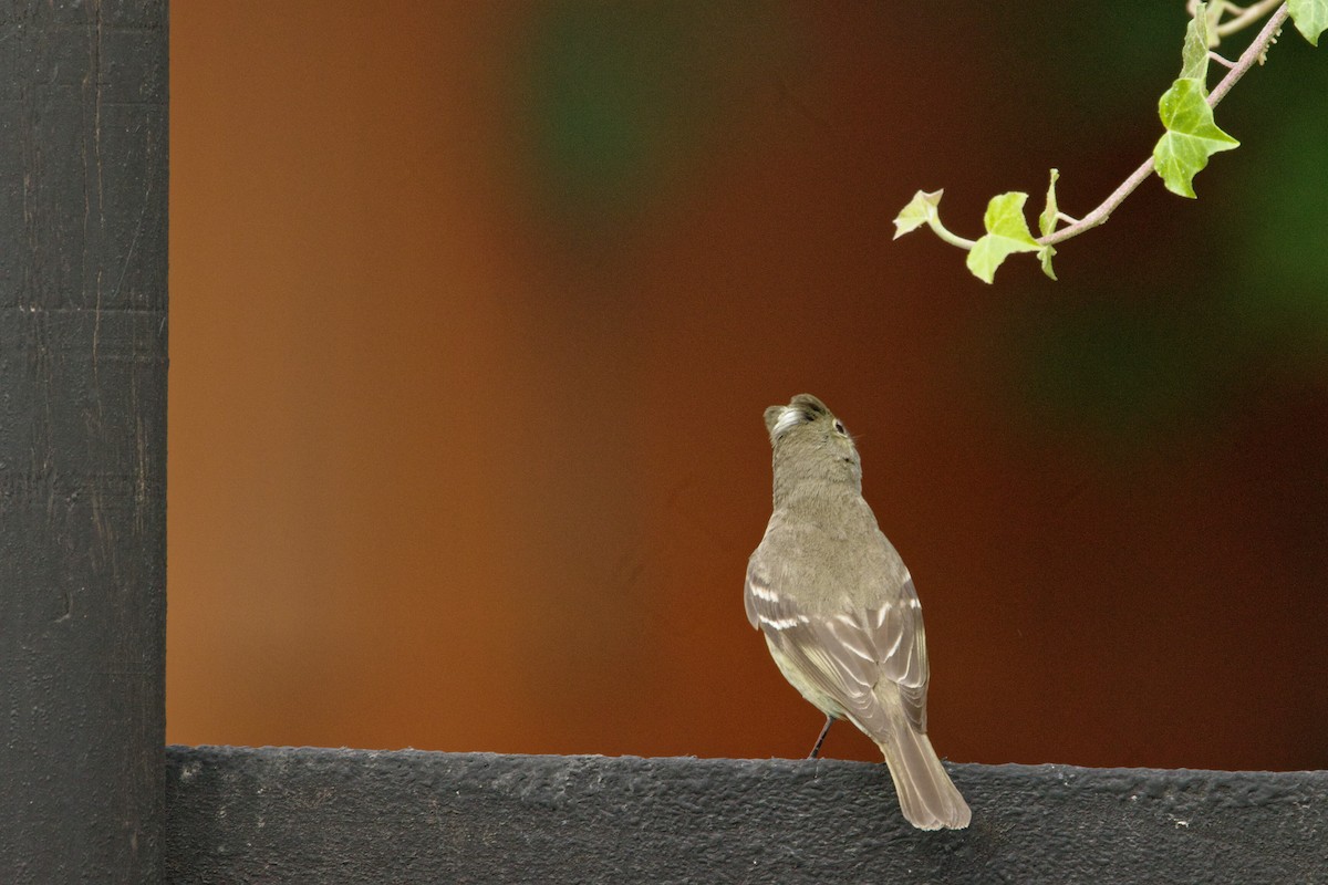 White-crested Elaenia - Lee Burke