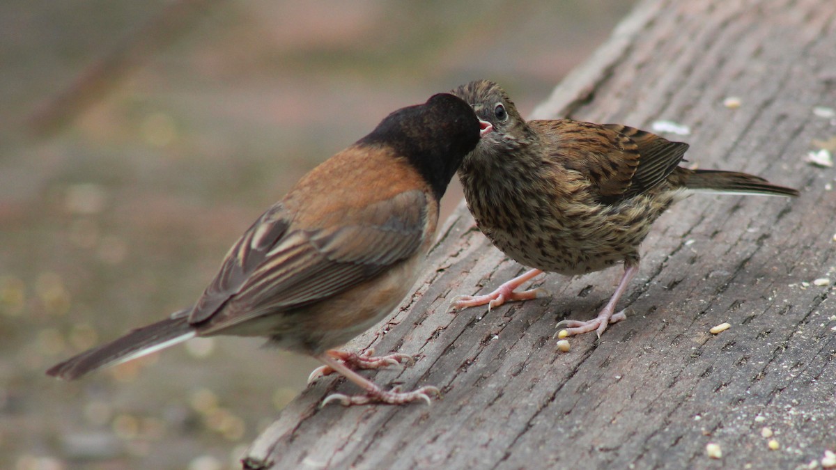 Junco ardoisé (groupe oreganus) - ML619329035