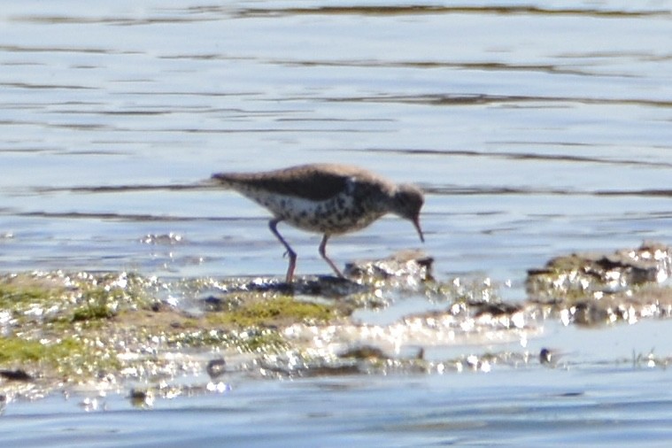 Spotted Sandpiper - lise owens