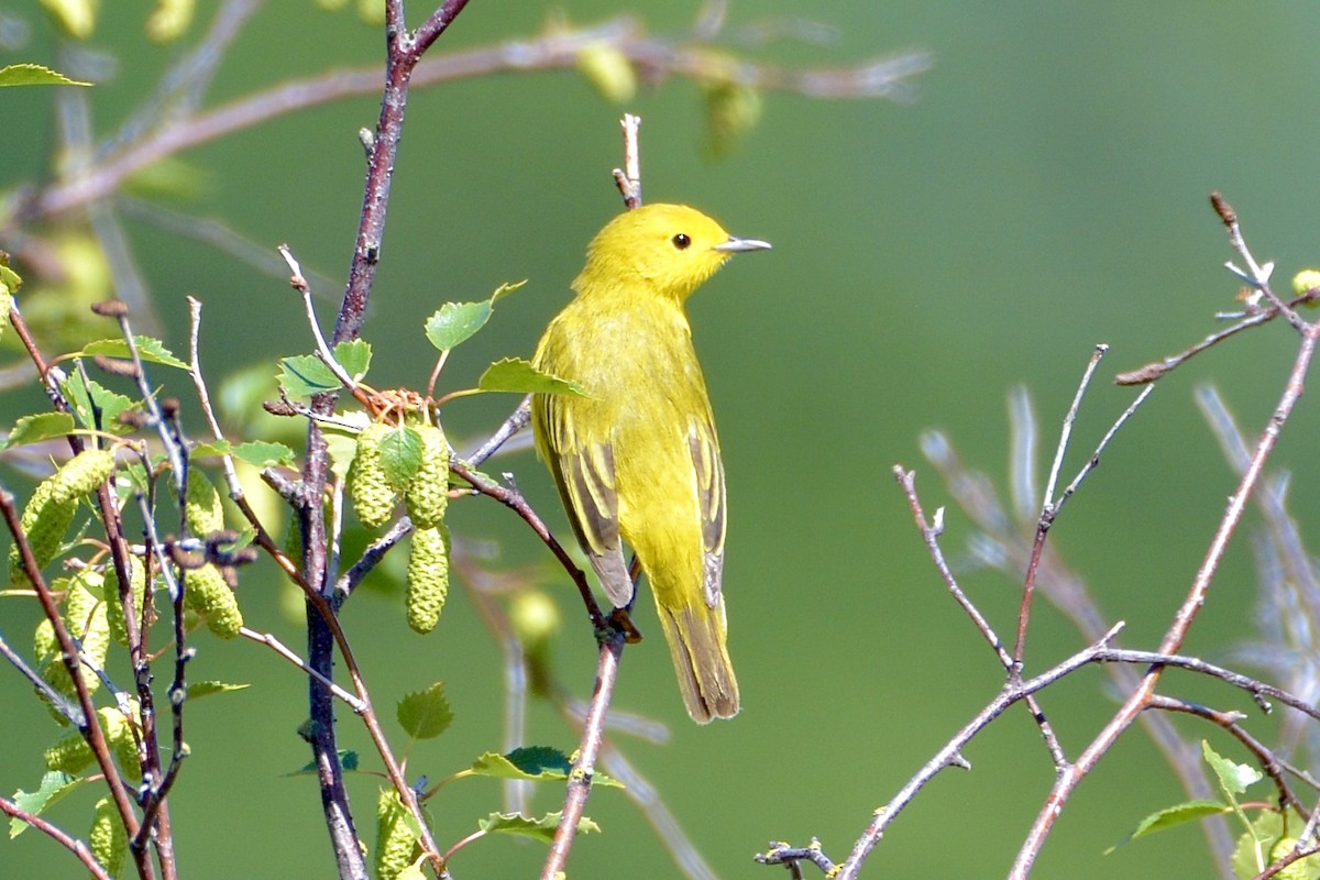 Yellow Warbler - lise owens