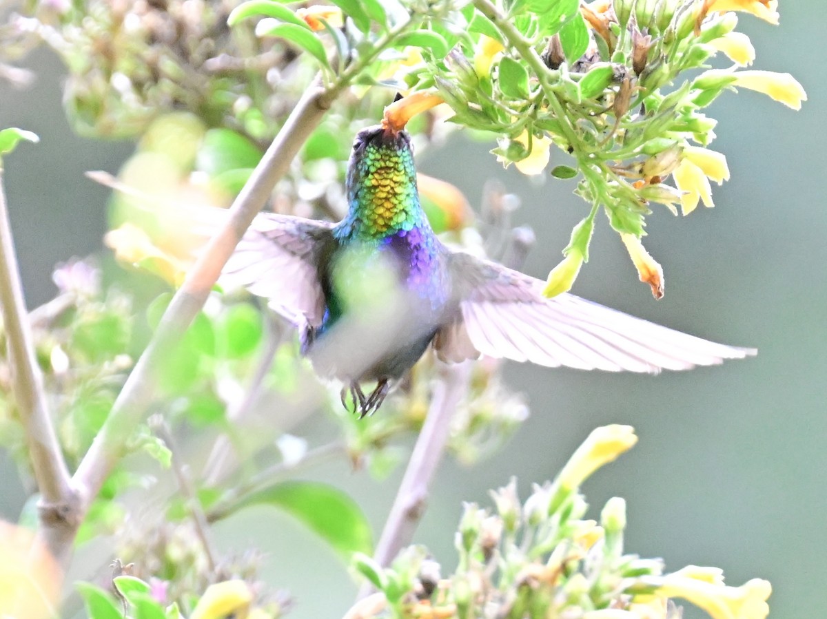 Fiery-throated Hummingbird - Vivian Fung